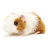 Teddy HERMANN Cavia Goudkleurig Wit, 18 Cm